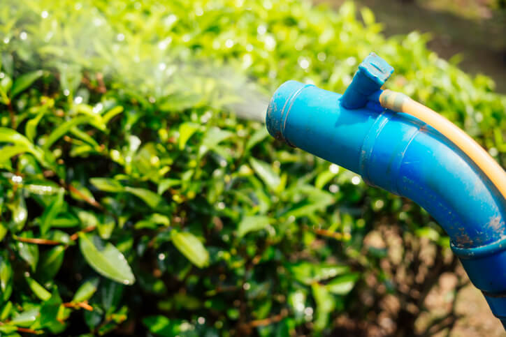 Die Raupen mit Schmierseife bekämpfen