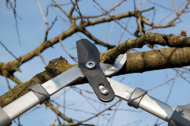 Die Saftwaage als Hilfe beim Obstbaumschnitt