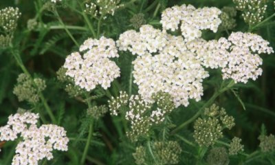 Die Schafgarbe und ihre Doppelgänger - so vermeiden Sie Verwechslungen