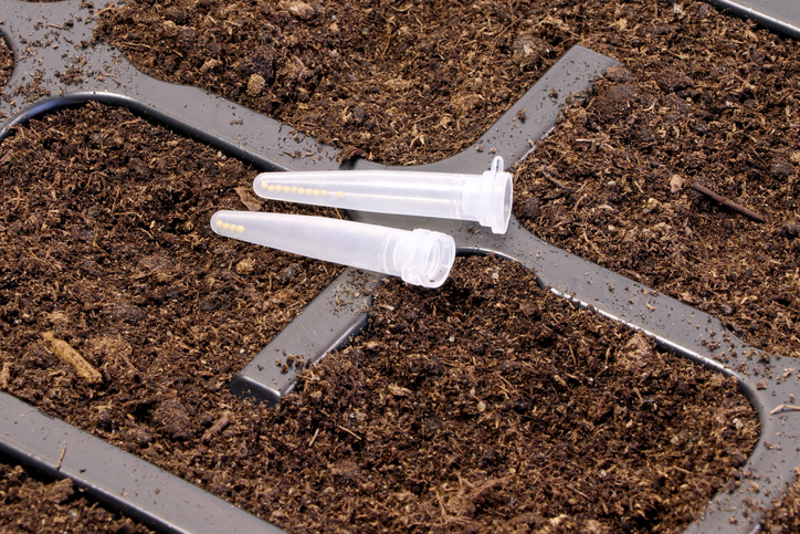 Die Vermehrung mit Samen