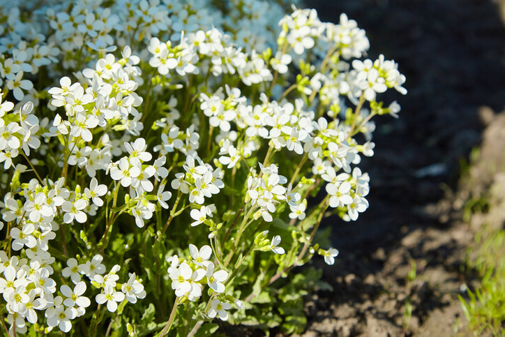 Die Vermehrung über Stecklinge