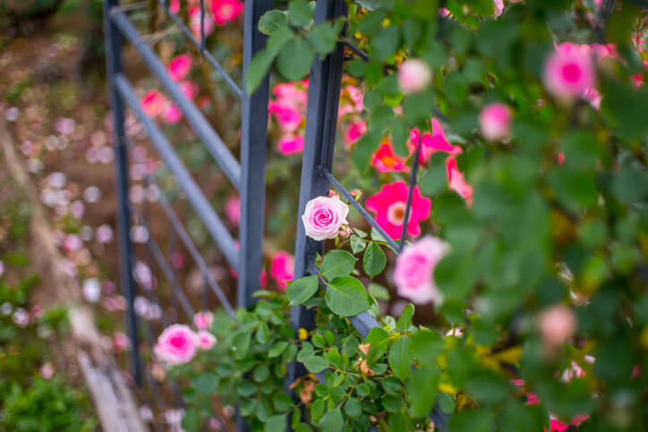 Die Wahl der passenden Kletterhilfe