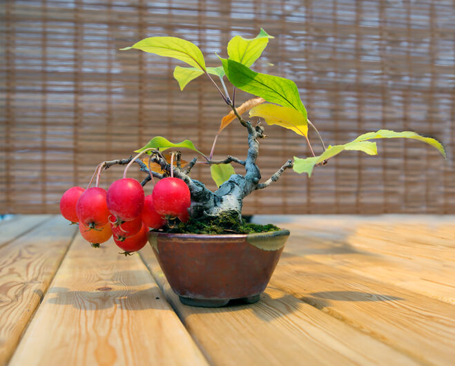 Die richtige Bonsaischale