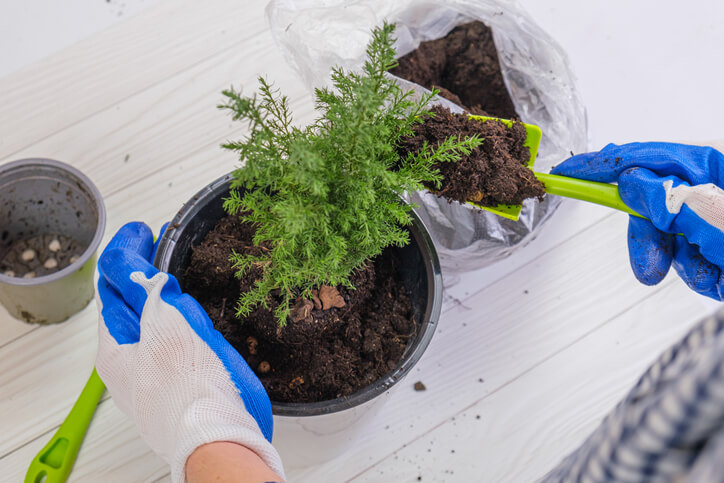 Die richtige Erde und der Nährstoffbedarf