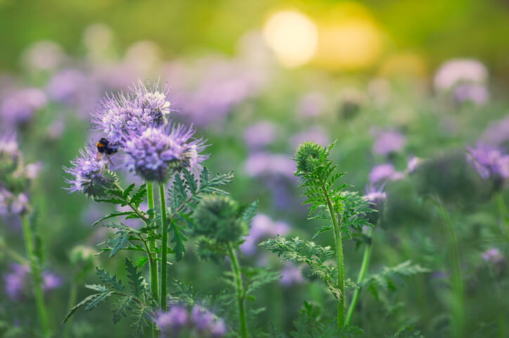 Die richtige Zeit für die Aussaat finden