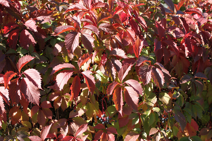 Düngen - nicht zwingend, aber empfehlenswert