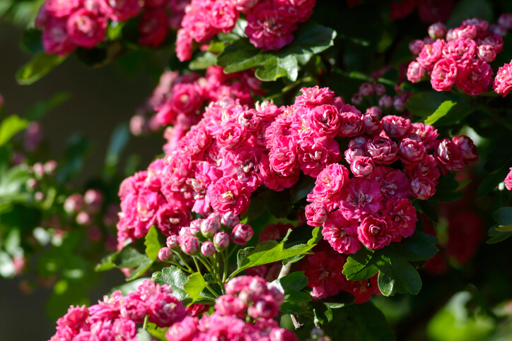 Echter Rotdorn trägt nur selten Früchte