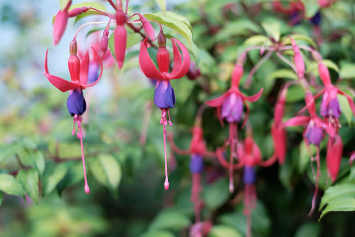Eine Fuchsie am Spalier richtig schneiden