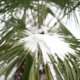 Eine Palme nach Frost retten