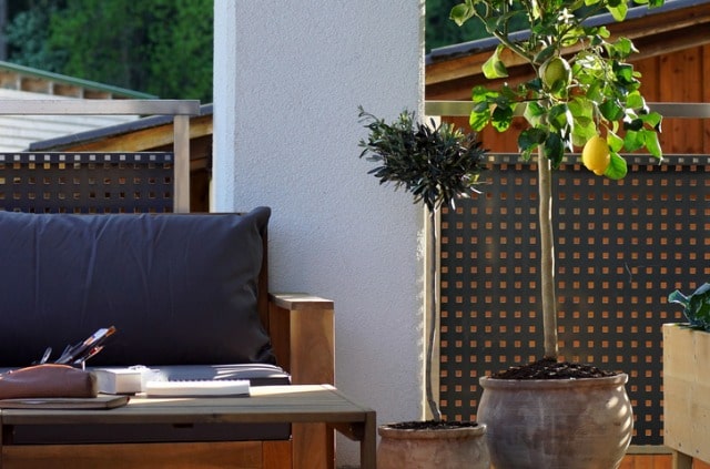 Einen Zitronenbaum auf dem Balkon überwintern - so klappt's!