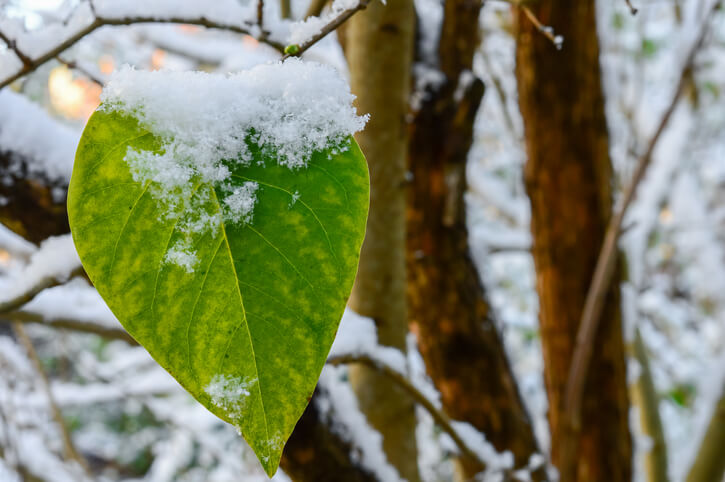 Einen jungen Flieder überwintern
