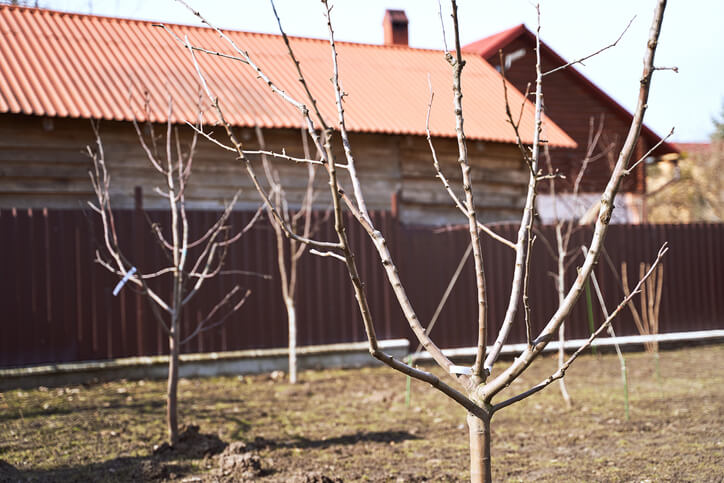 Einpflanzen im Frühling