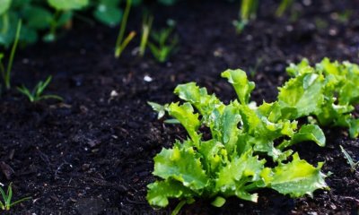 Endiviensalat im Gewächshaus pflanzen