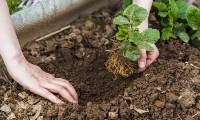 Erdbeeren umpflanzen - der richtige Zeitpunkt