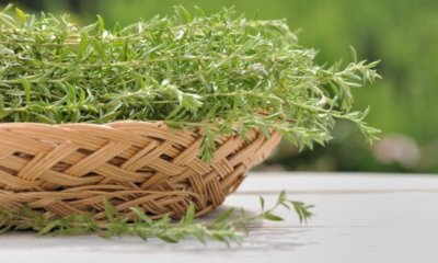 Estragon trocknen - Tipps und Tricks