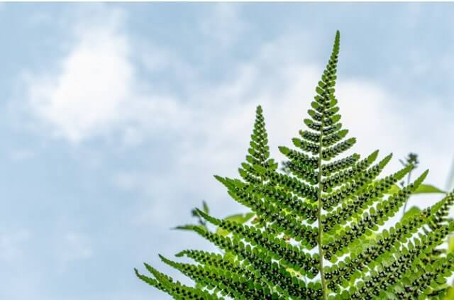 Farn richtig vermehren - alle Methoden