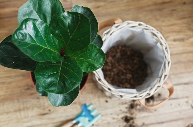 Feigenbäume umtopfen - Tipps und Tricks