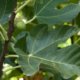 Feigenbaum - Krankheiten und Schädlinge erkennen und bekämpfen