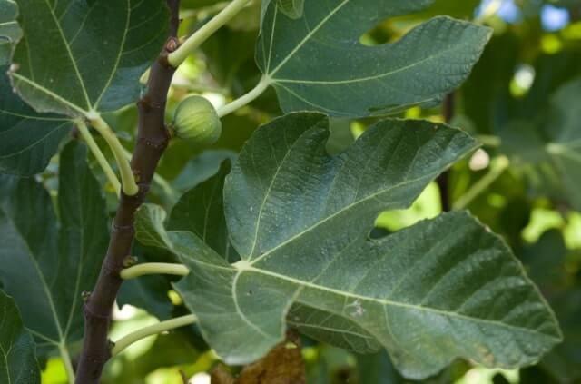 Feigenbaum - Krankheiten und Schädlinge erkennen und bekämpfen