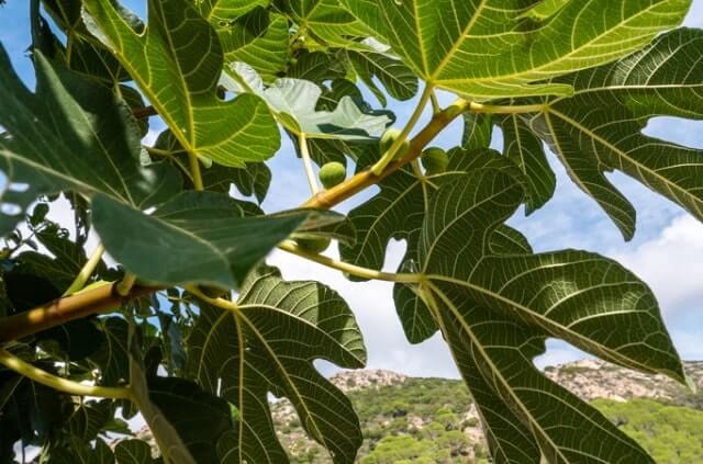 Feigenbaum trägt keine Früchte - mögliche Ursachen