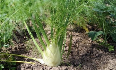 Fenchel richtig säen