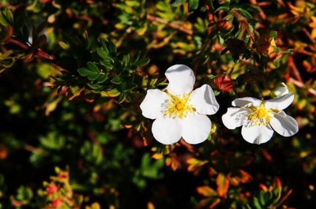 Fingerstrauch Pflege