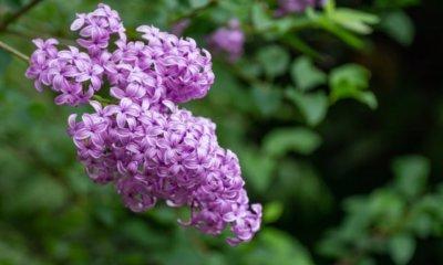 Flieder als Bonsai ziehen - so gelingt es Ihnen