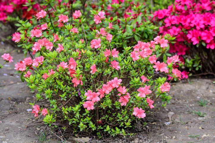 Gartenazaleen überwintern im Kübel oder im Beet
