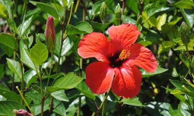 Gelbe Blätter am Hibiskus - was tun