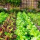 Gemüsegarten - Tipps und Ideen für die Einfassung