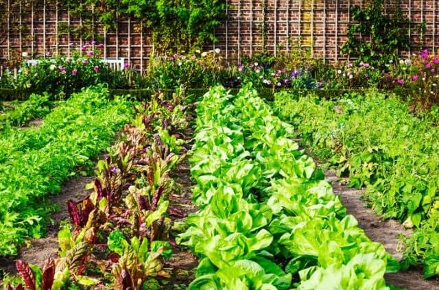 Gemüsegarten - Tipps und Ideen für die Einfassung