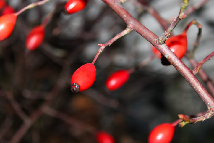 Grundsätzlich sind weder Früchte noch Blüten des Rotdorn giftig