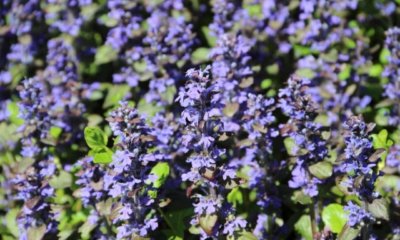 Günsel im Rasen bekämpfen