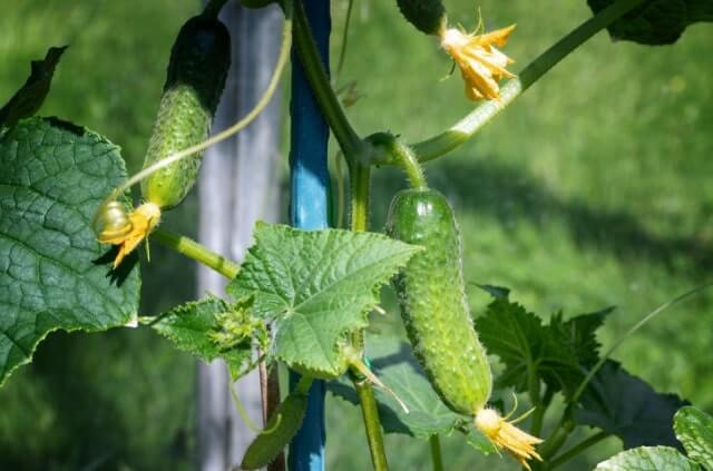 Gurkenpflanzen richtig schneiden - wann und wie
