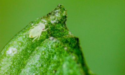 Hausmittel gegen Blattläuse an der Minze