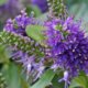 Hebe (Strauchveronika) schneiden - Tipps und Tricks