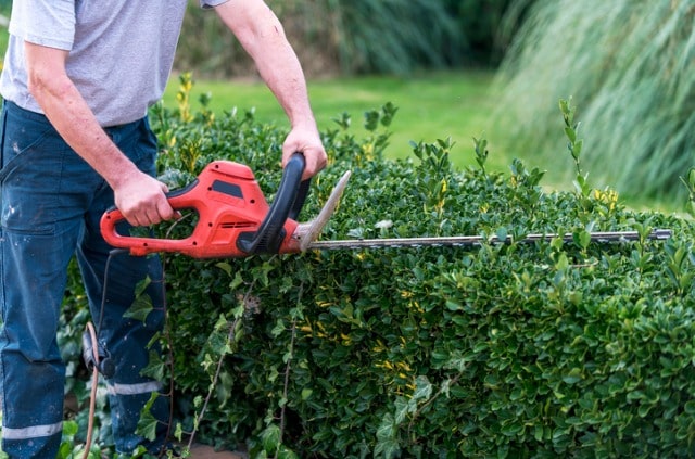 Hecke im Herbst oder Frühjahr schneiden? - Tipps zum richtigen Zeitpunkt