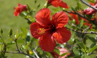 Hibiskus - die häufigsten Krankheiten und Schädlinge