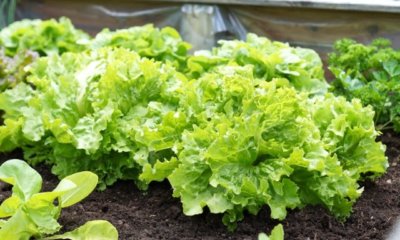 Hochbeet Salat - die besten Sorten für Ihren Garten