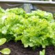 Hochbeet Salat - die besten Sorten für Ihren Garten