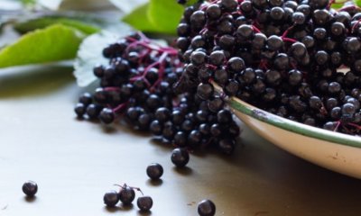 Holunderbeeren ernten und trocknen