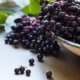 Holunderbeeren ernten und trocknen