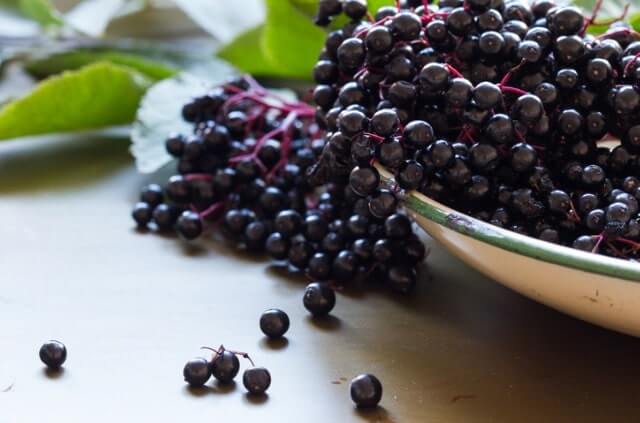 Holunderbeeren ernten und trocknen