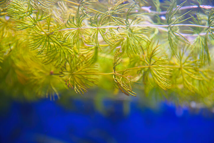 Hornkraut im Aquarium richtig pflegen