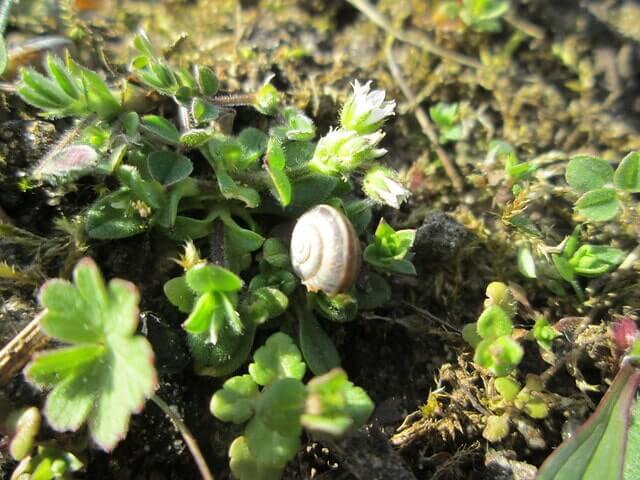 Hornkraut und Wasserpest im Gartenteich