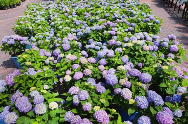 Hortensien Boden sauer machen - Tipps zum Ansäuern und pH-Wert senken