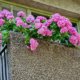 Hortensien auf dem Balkon - Tipps zur Pflege und Überwinterung
