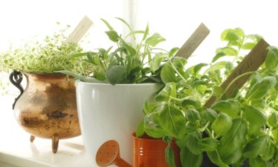 Indoorkräutergarten selber anlegen