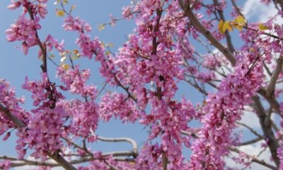 Ist der Judasbaum winterhart