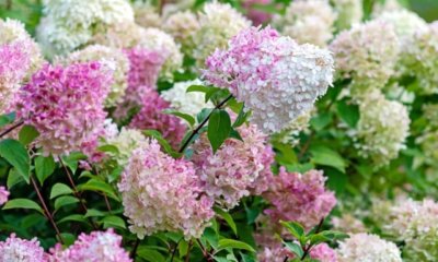 Ist die Rispenhortensie winterhart